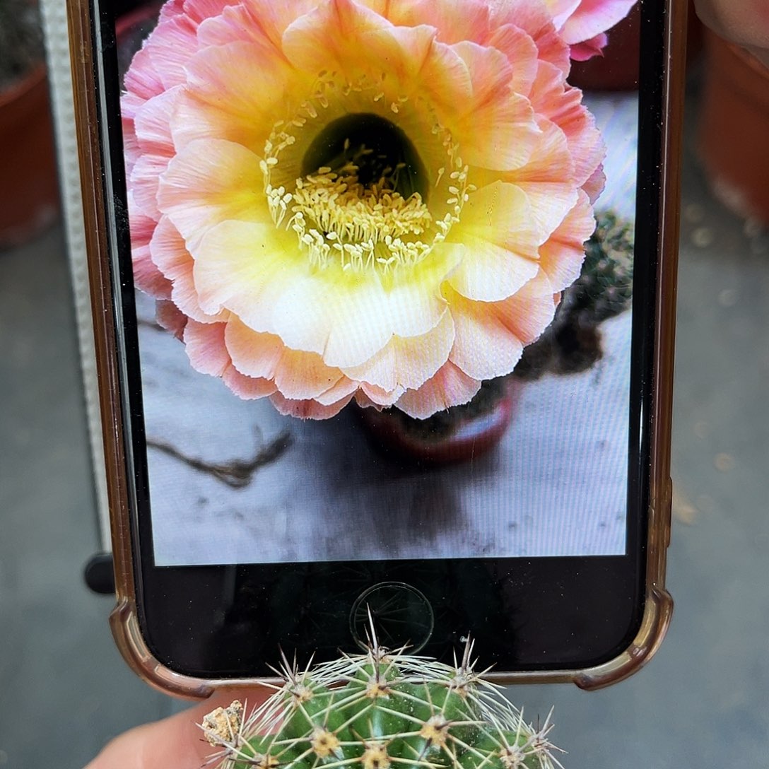 彩草落日侧芽3公分左右