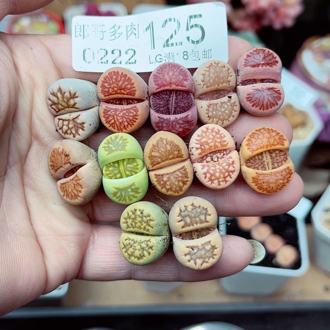 郎哥多肉生石花21-125