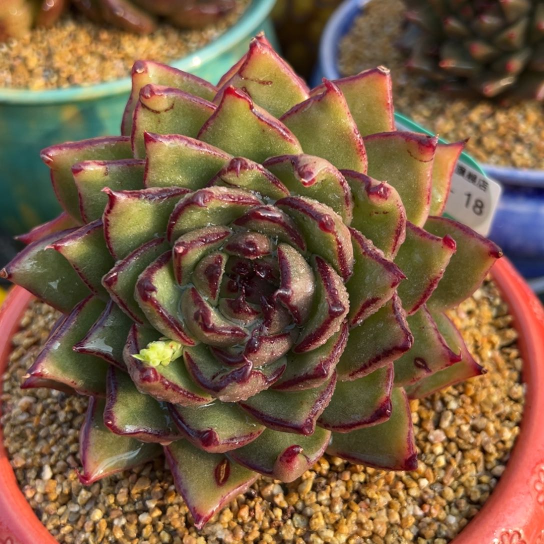 从前慢多肉精选编号0215.18