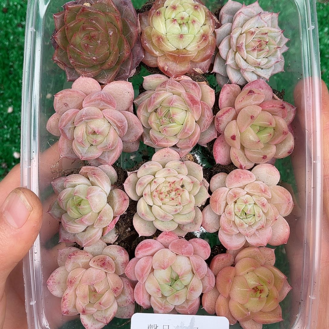 多肉一物一拍30-90
