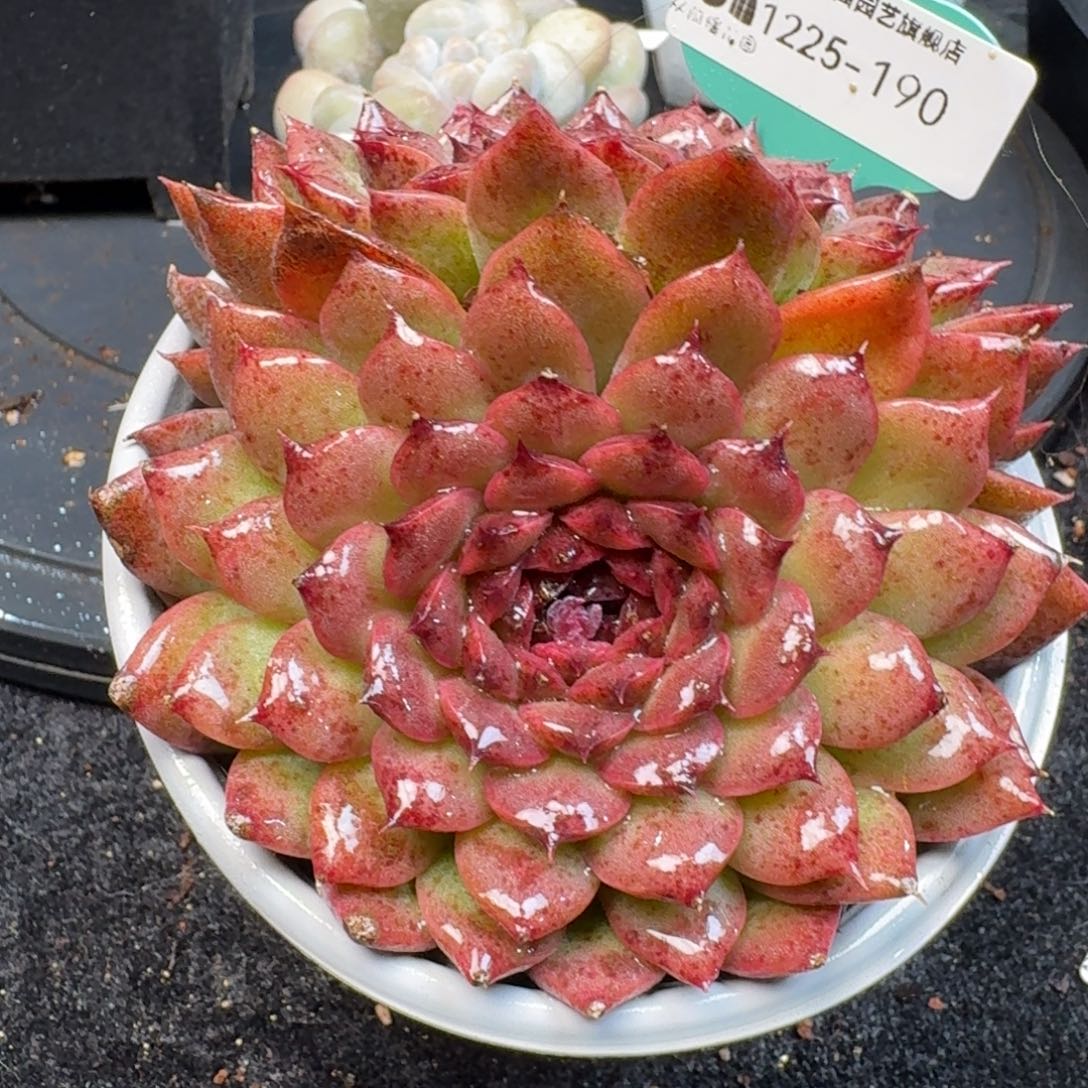 从前慢多肉精选编号1225.190