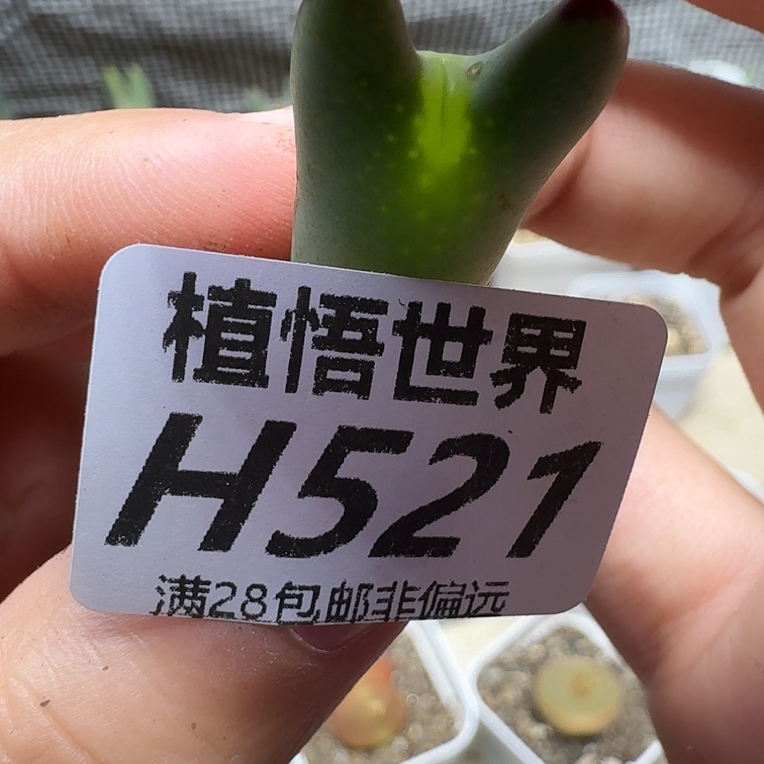 多肉植物的润泽fgh