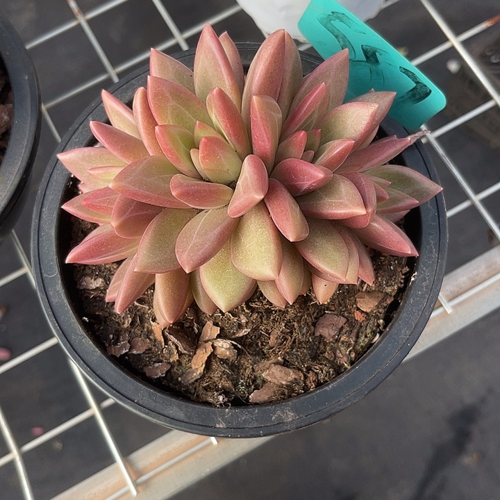 *****两单包邮，一物一拍587