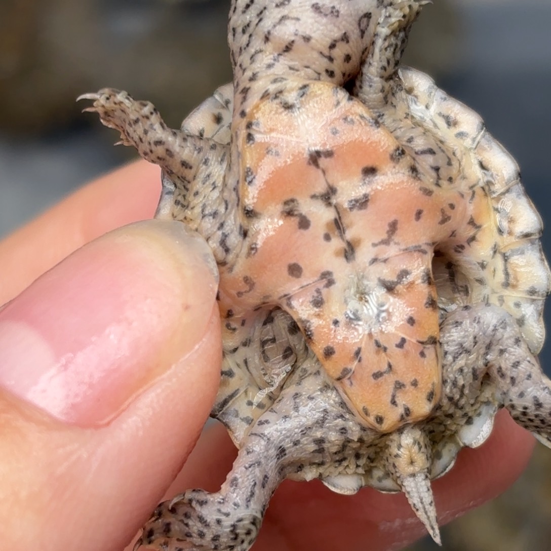 宠物龟不分公母全品双满文黑刀