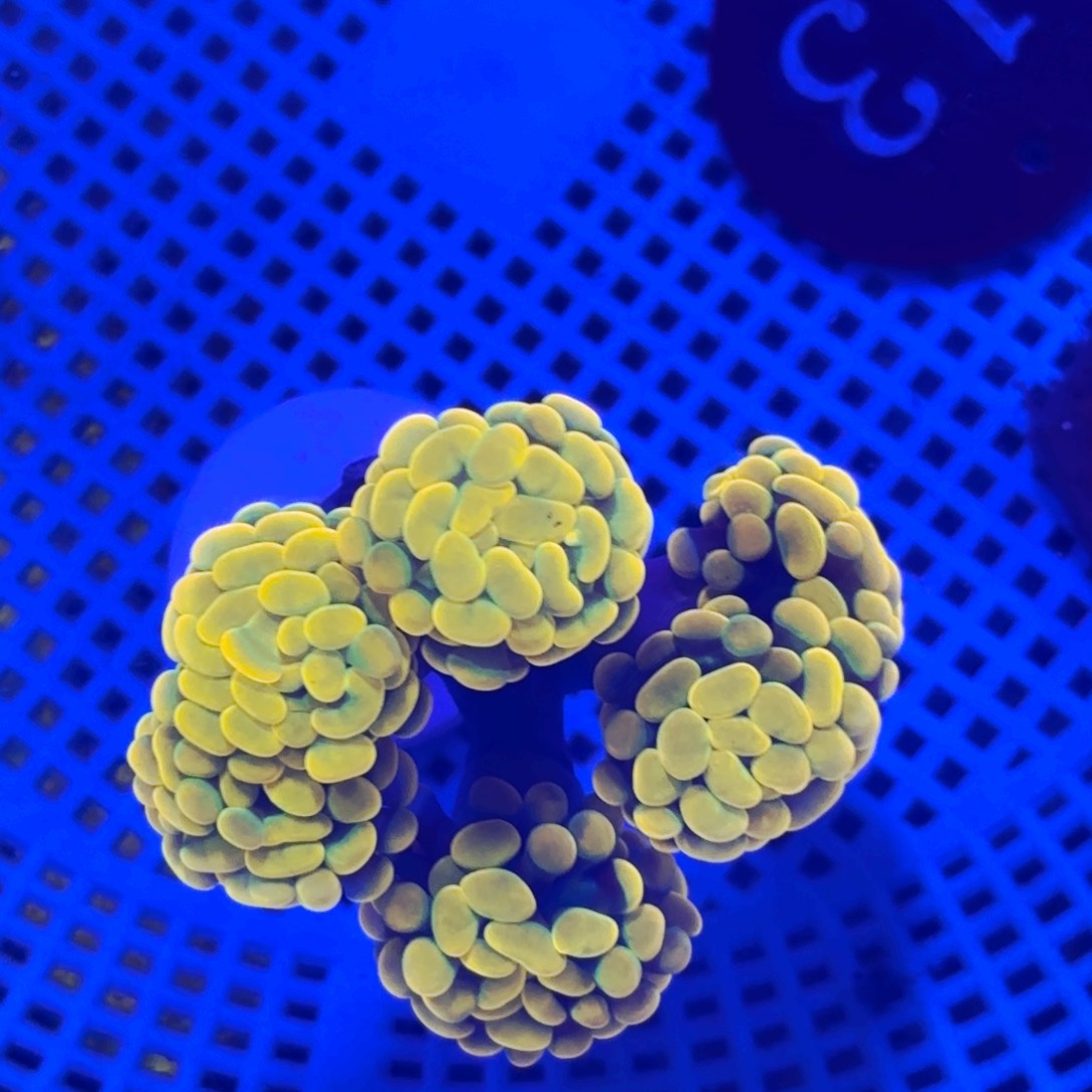 纽扣珊瑚天花板金豆子