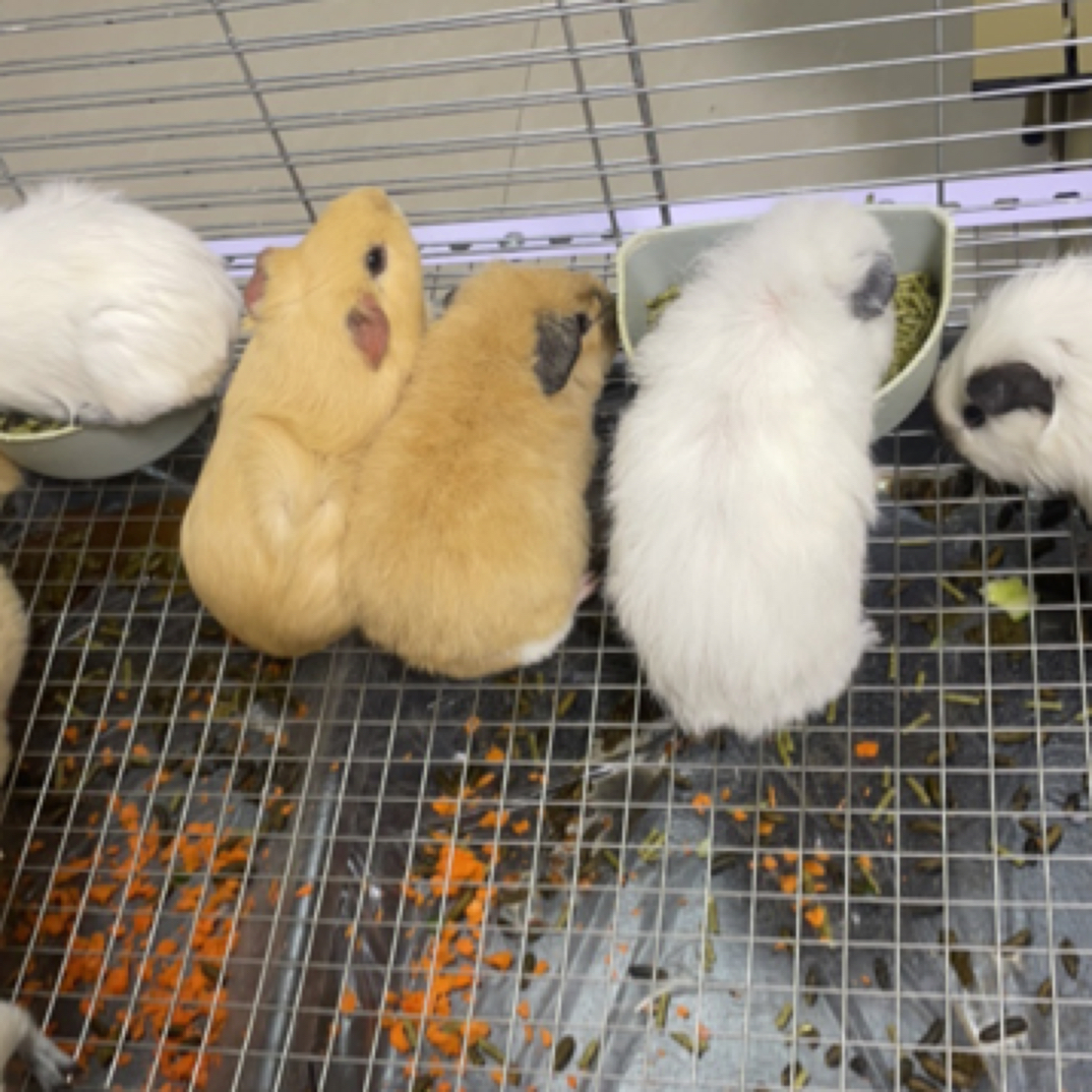 荷兰猪活物豚鼠宠物活体荷兰鼠小宠豚鼠奶黄加州美泰