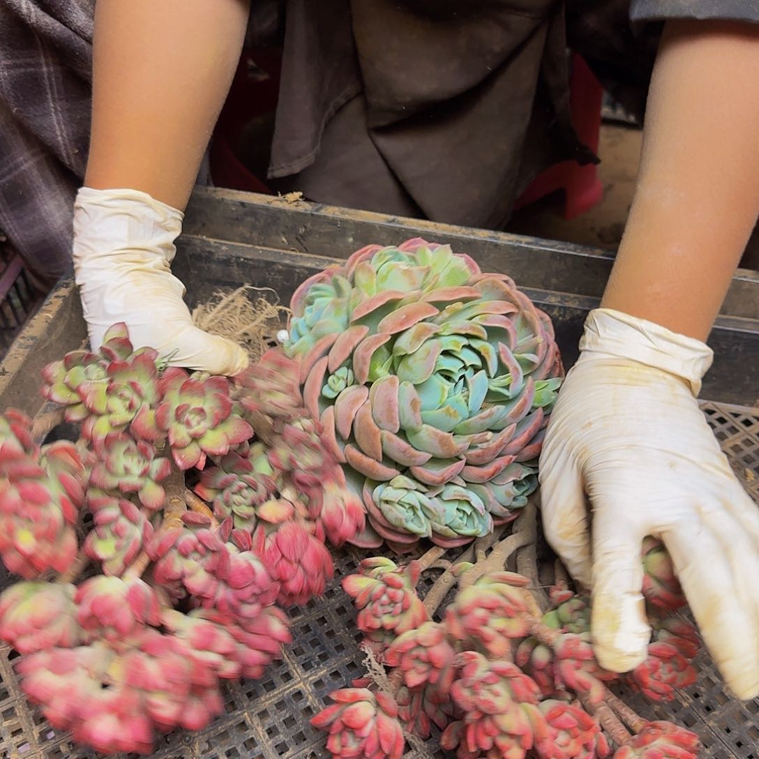 知**乐多肉断枝不包损3482