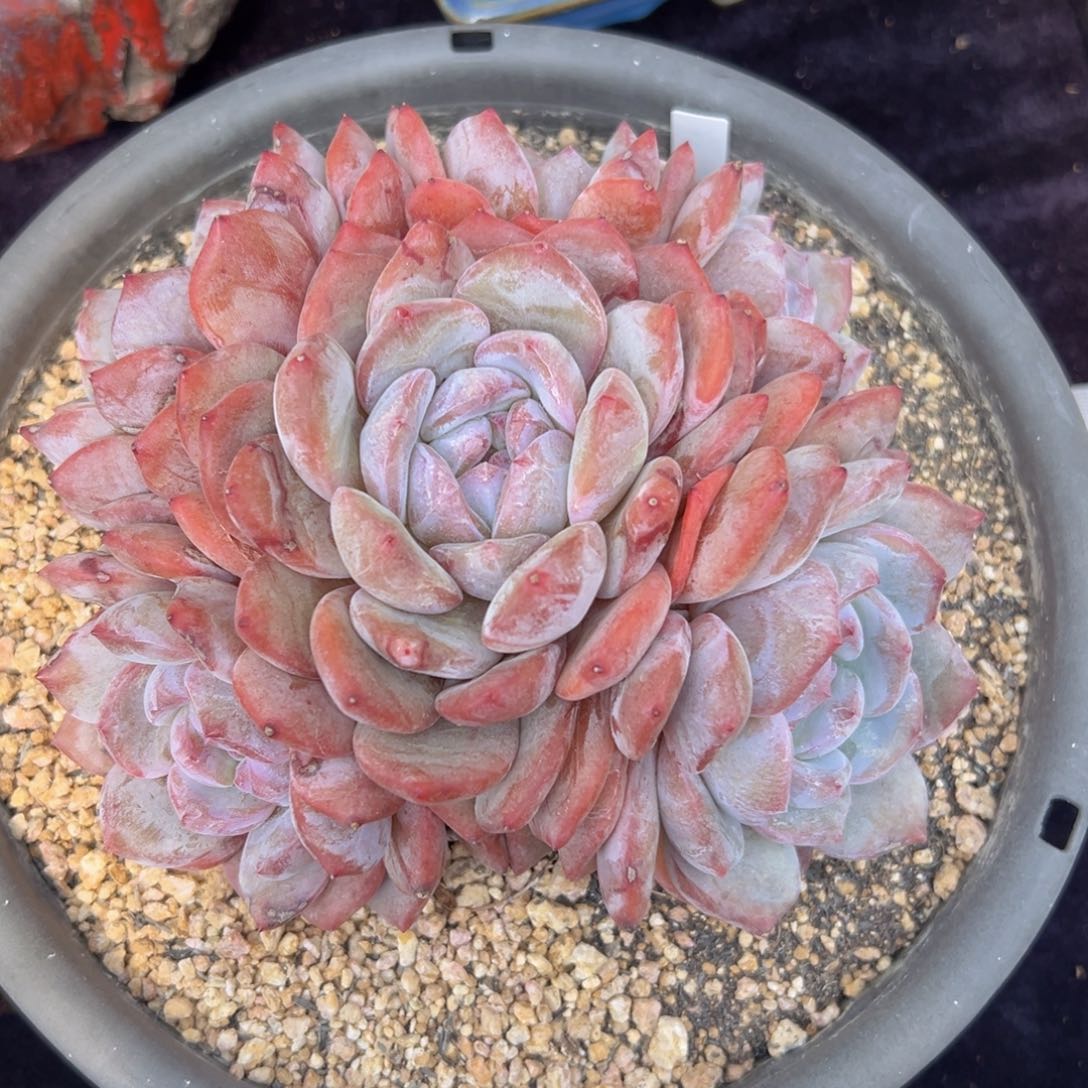 新年快乐 新年快乐 