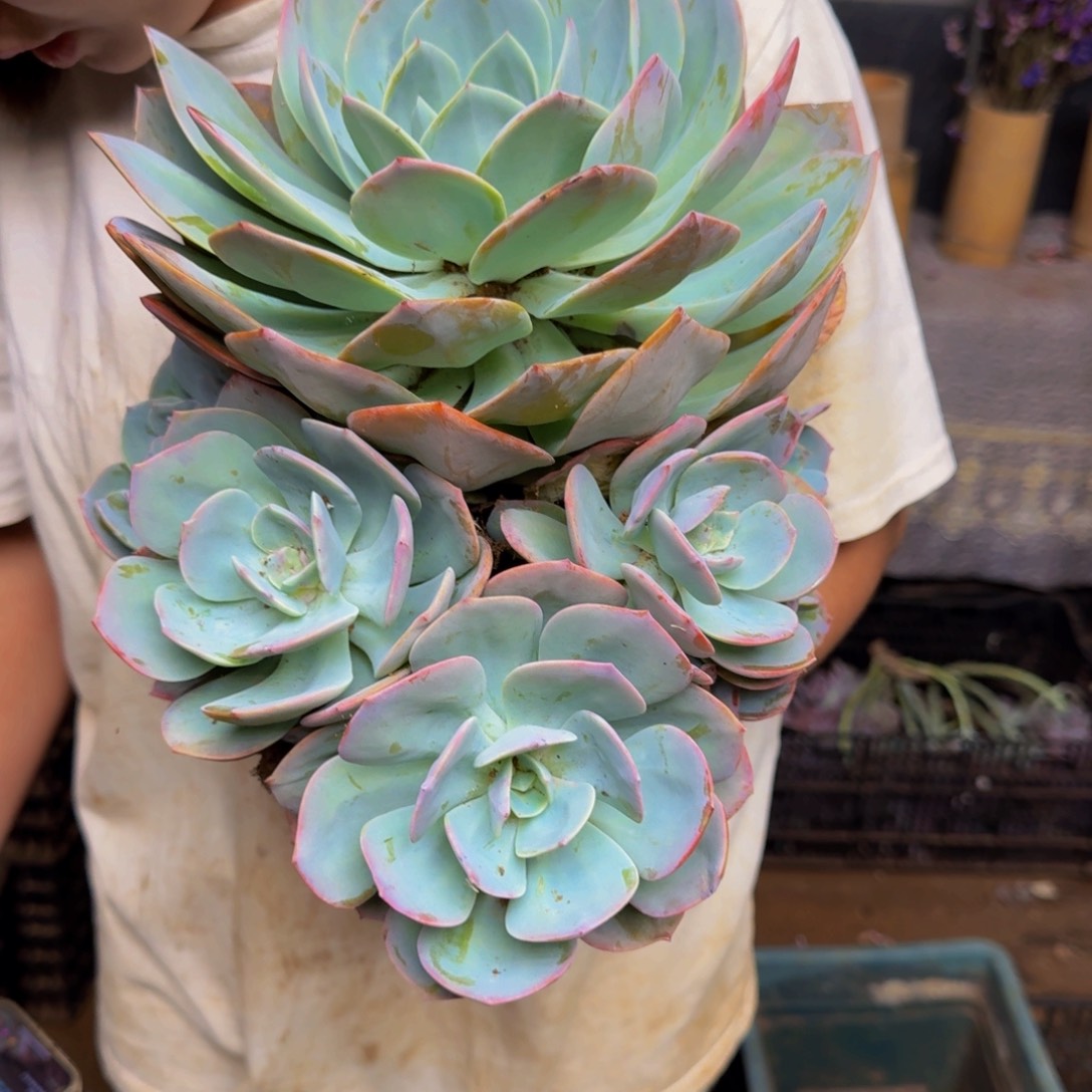 搬***工血凤 一颗 不包损63号