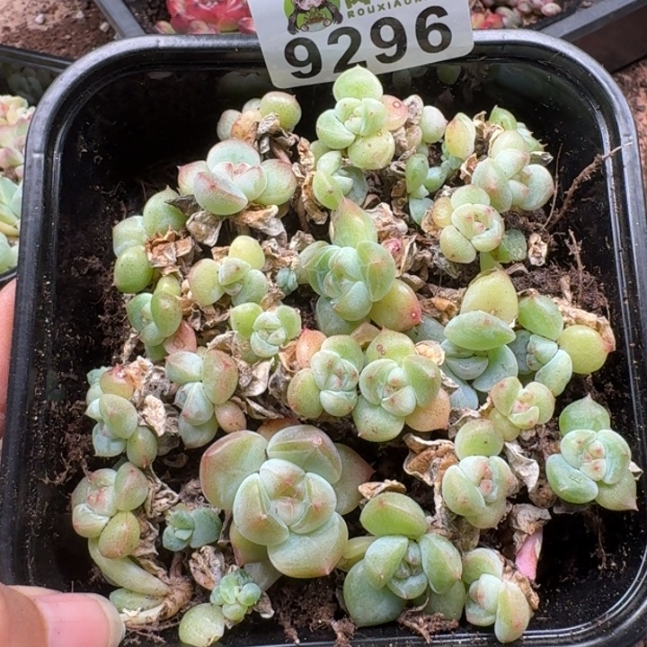 多肉植物多肉植物