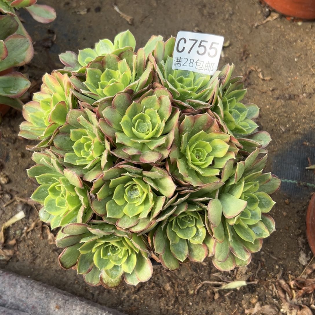 755多肉植物  奶白     