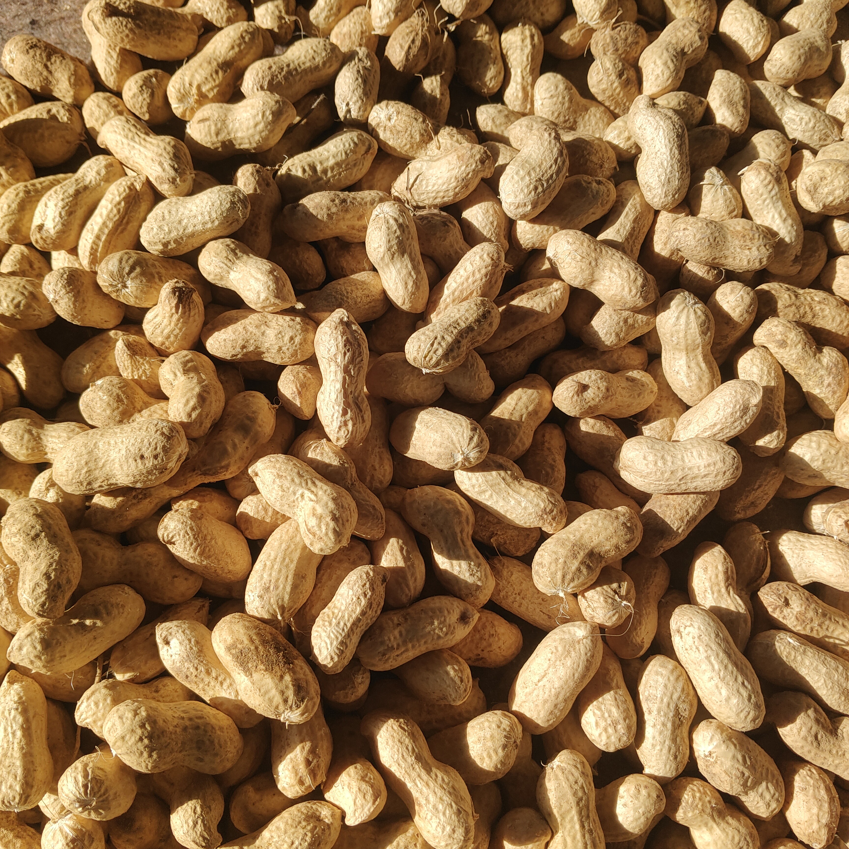 养胃老品种大花生(带壳)