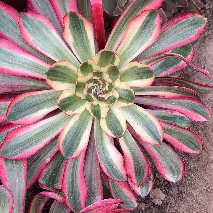 3-1612红魔女多肉法师