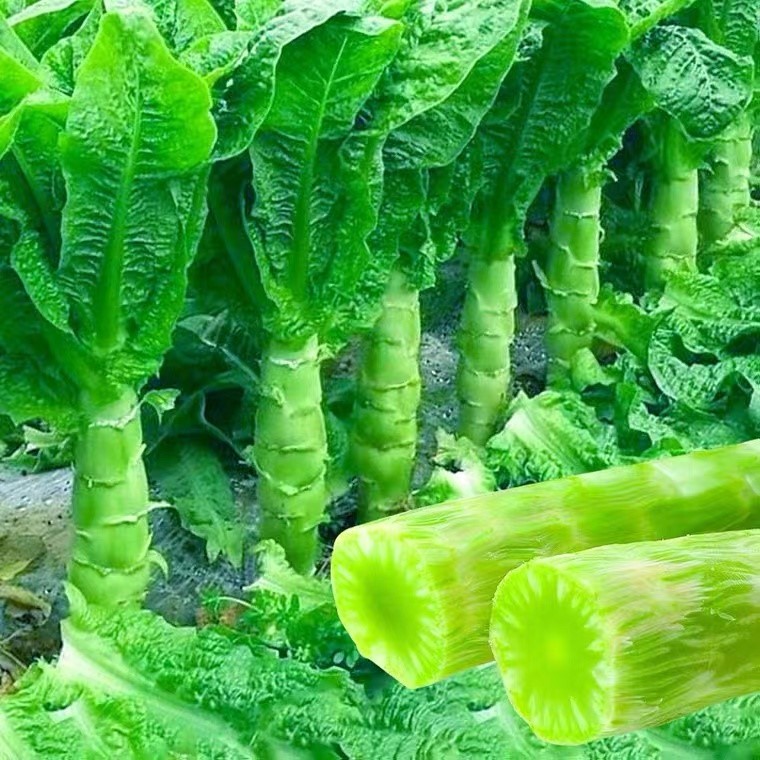 四季耐寒本地莴笋苗秧苗香红皮青皮绿肉莴苣苗适合秋天种的蔬菜苗