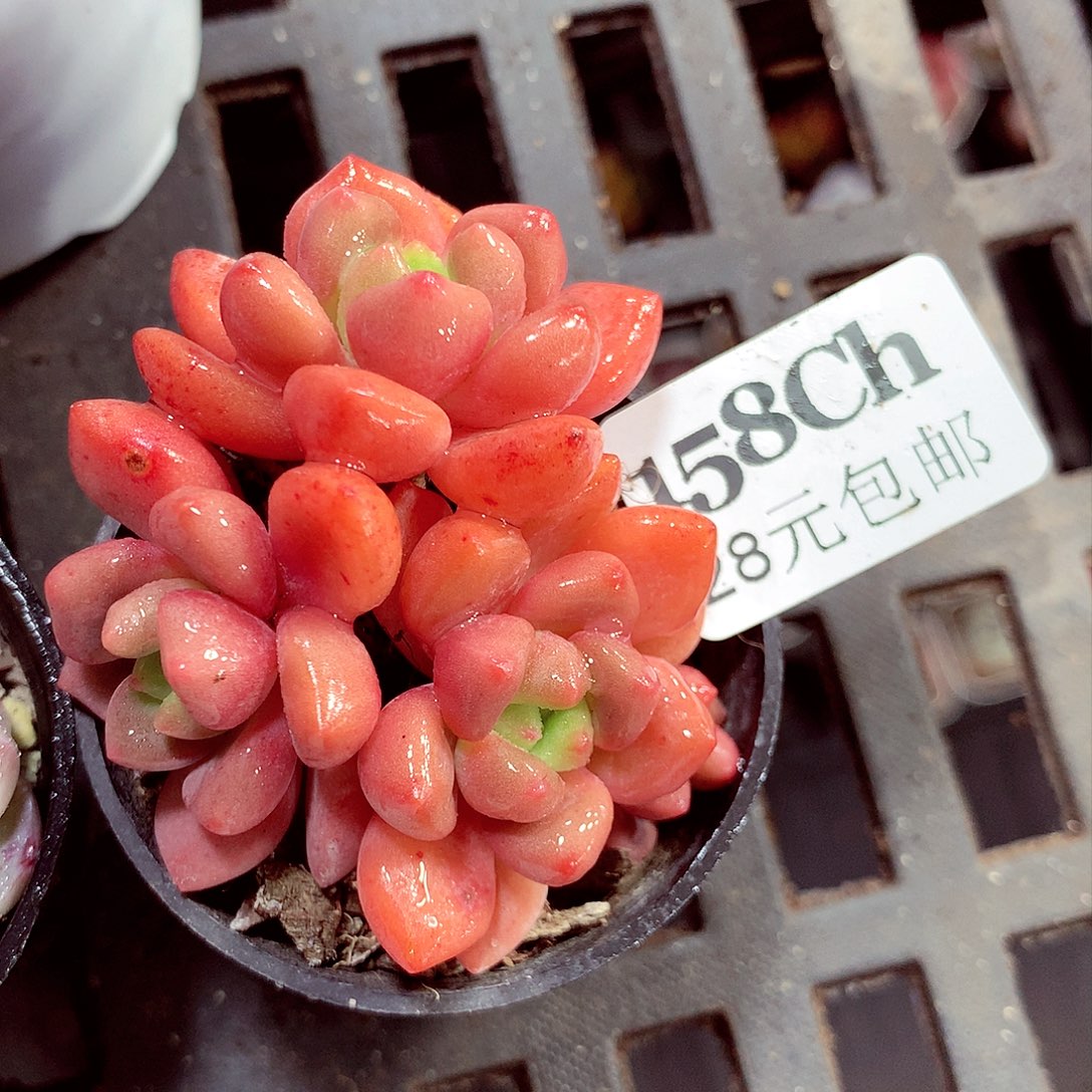 5厘米盆精控多肉158