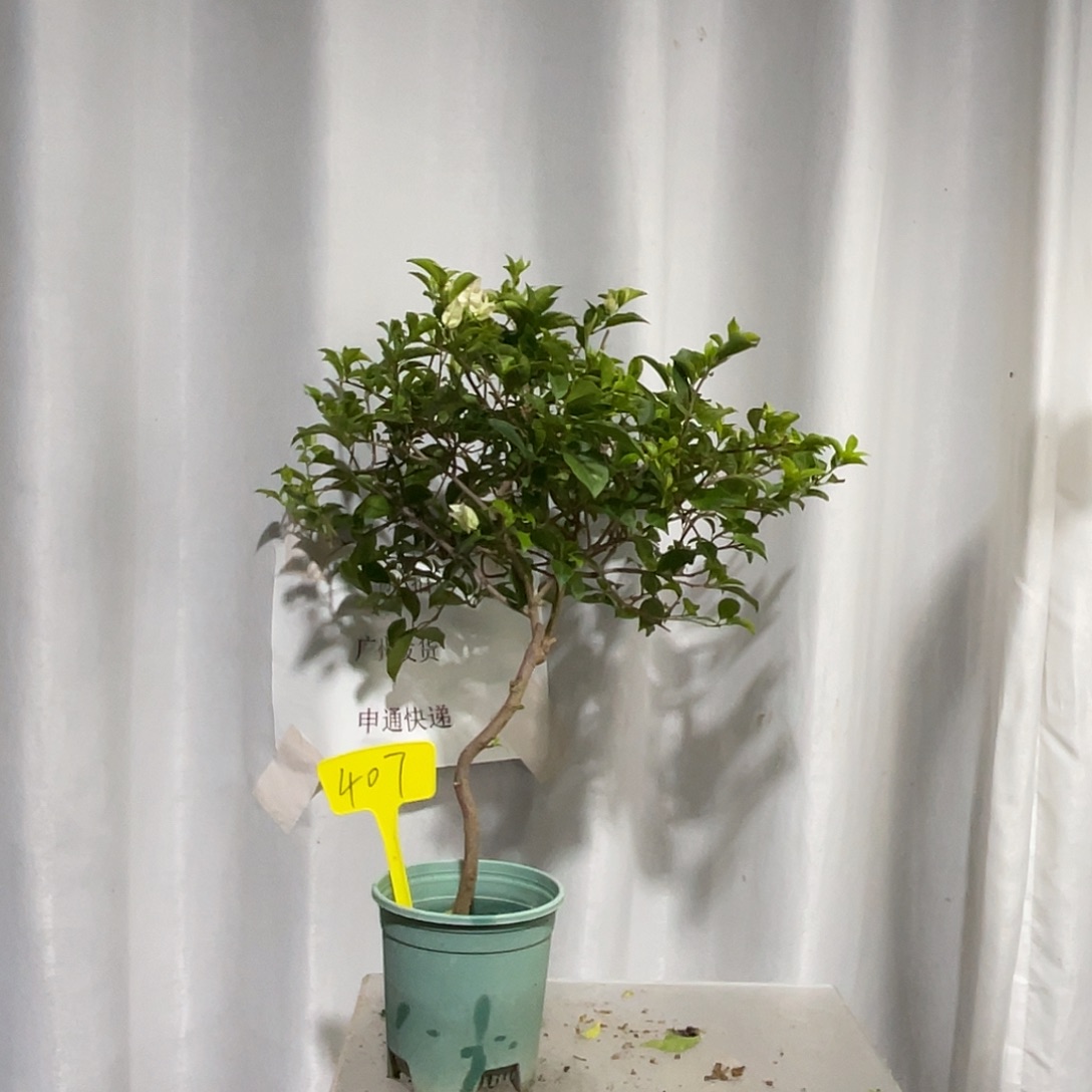 当前无花栽培后可以开花407绿叶丽娜扦插