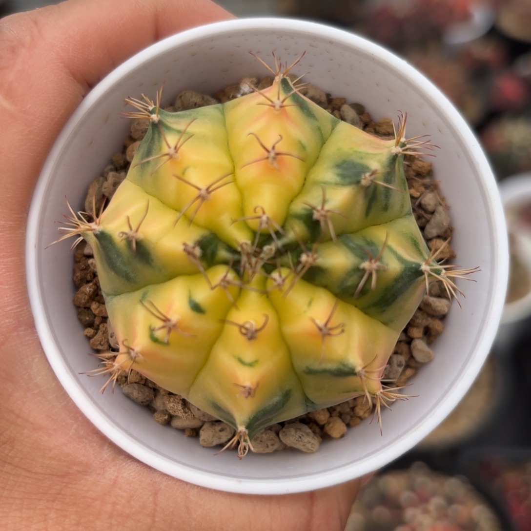 泰系实生米哈仙人球10