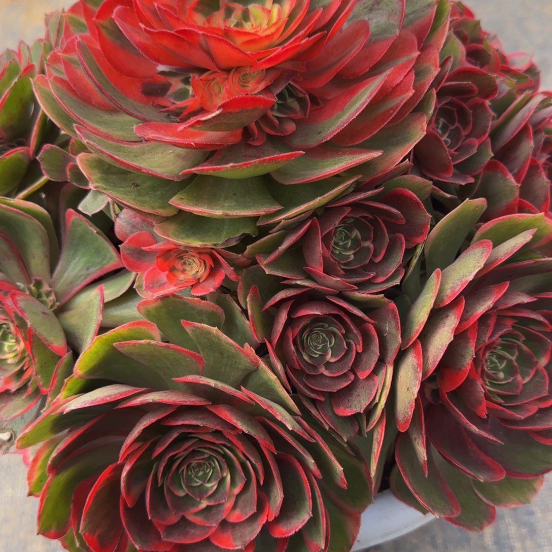 粉花妖888888888888