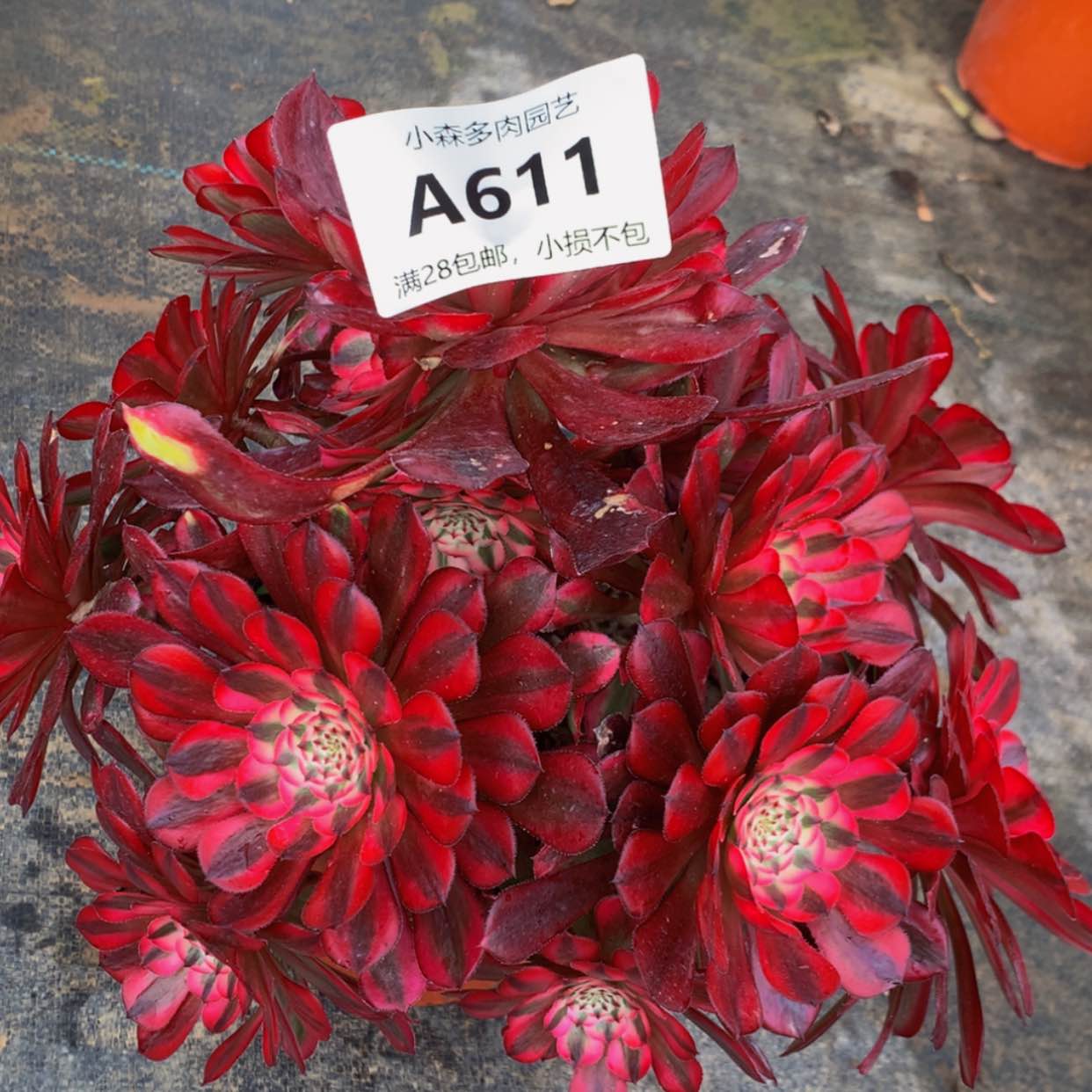 【闪购商品】611红彤白多肉