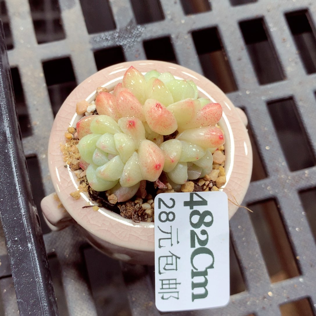 5厘米盆精控多肉482