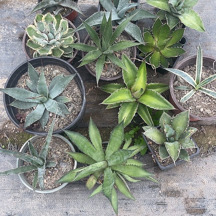 无花朵福利套餐1 2个品种