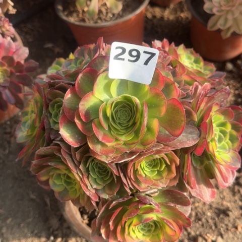 法师奶白18-8多肉