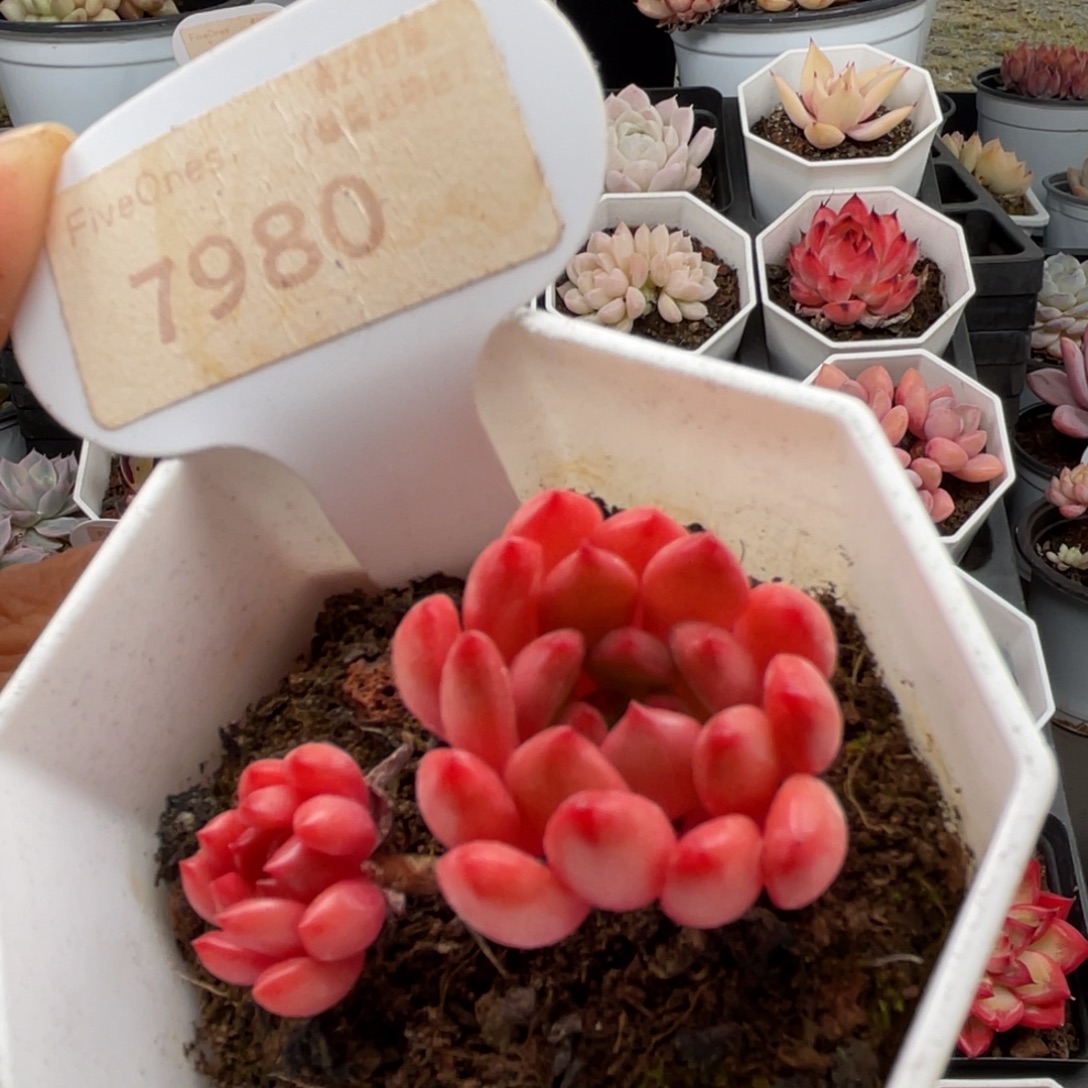 鸡血红宝石7980-5.0厘米