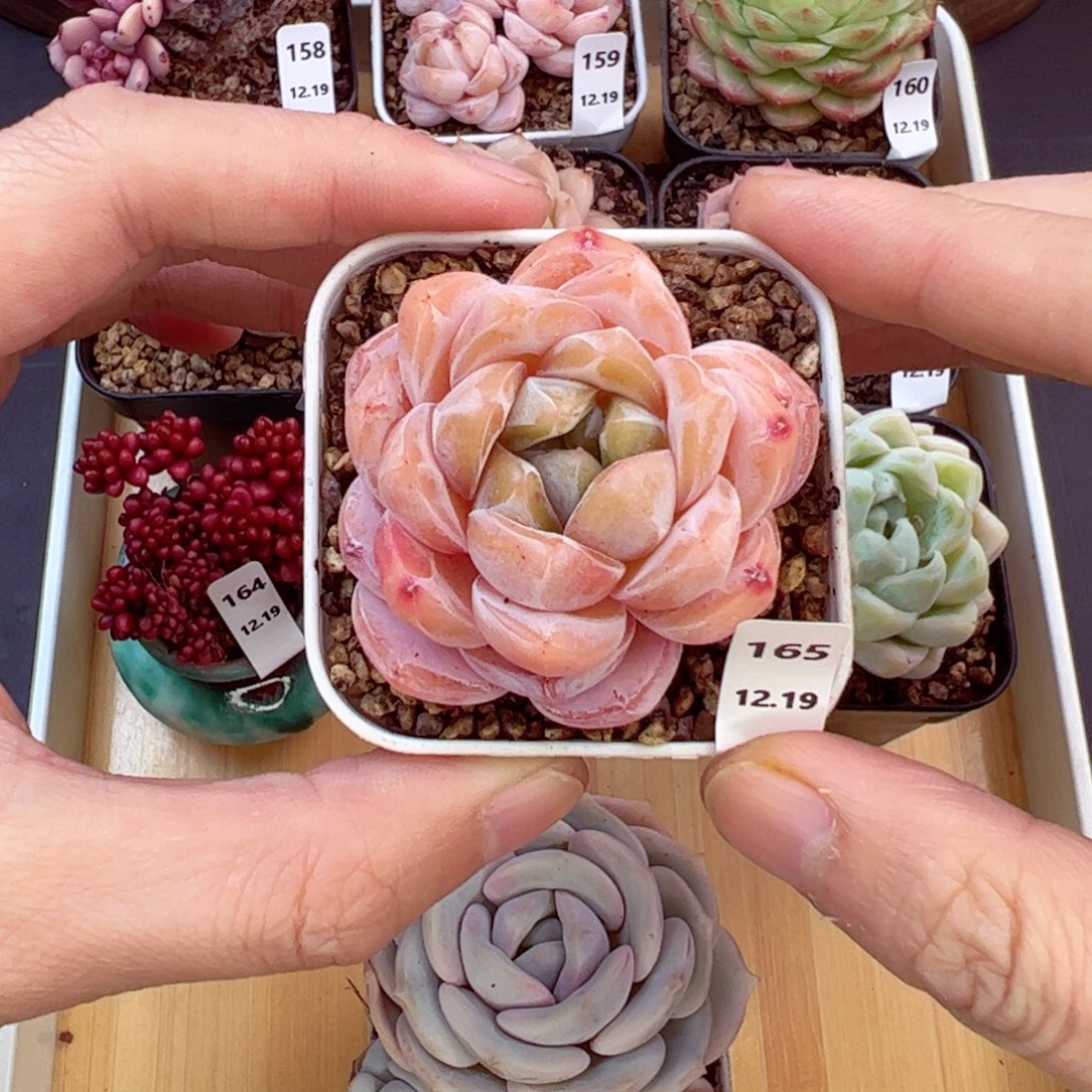 好好看165、哈哈哈哈