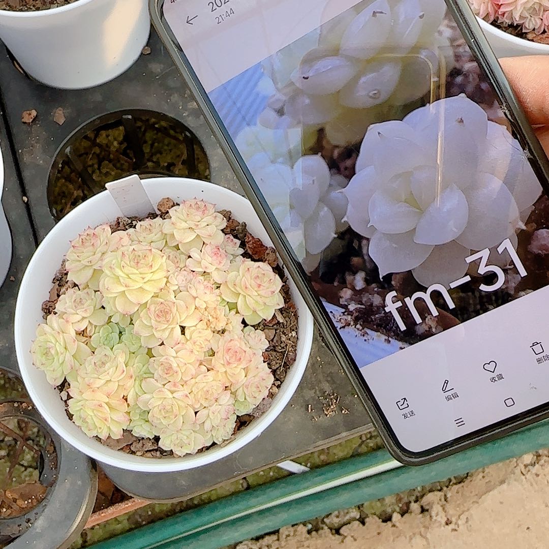 用***70101-108（fm-31）优选