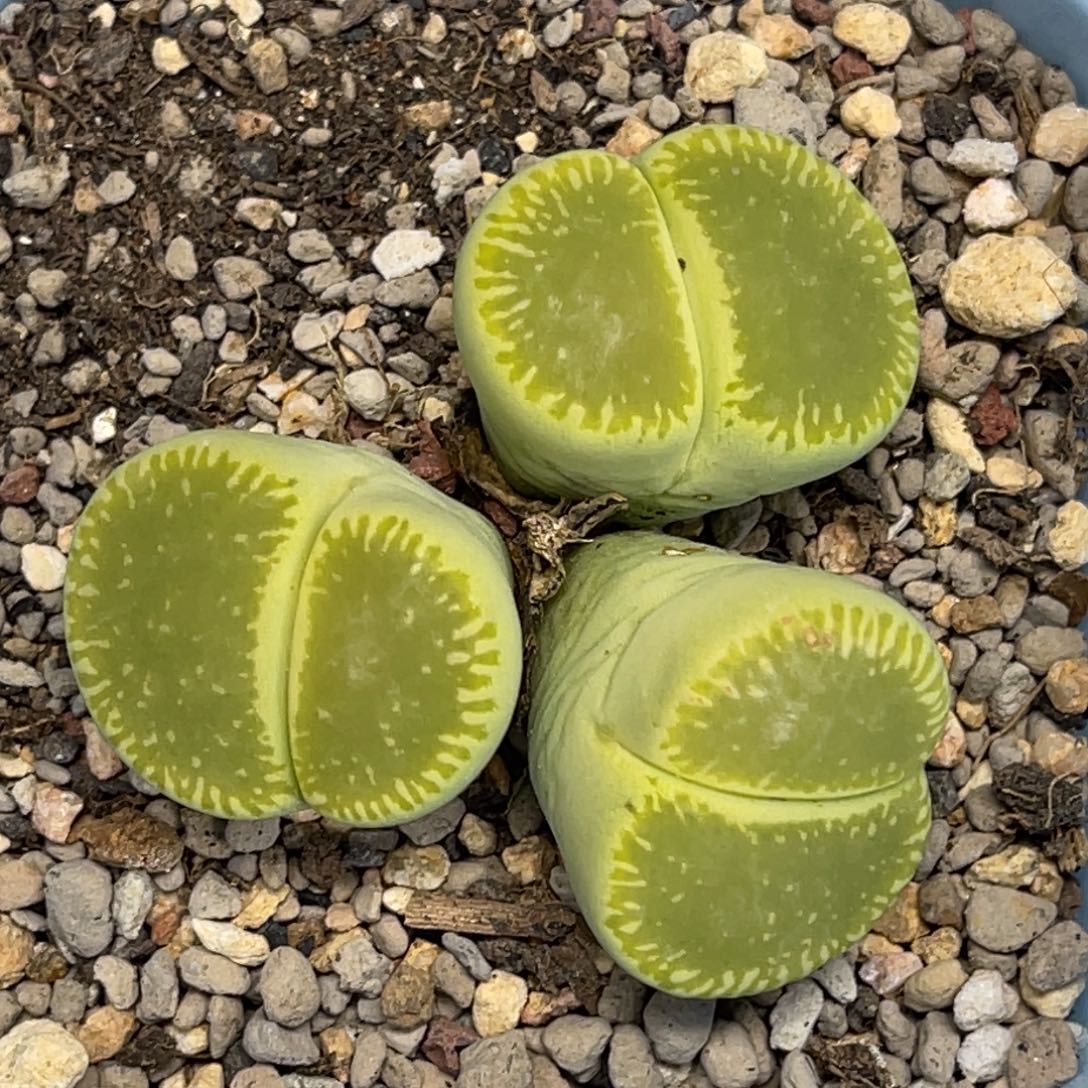 1023三头绿光阳1群生