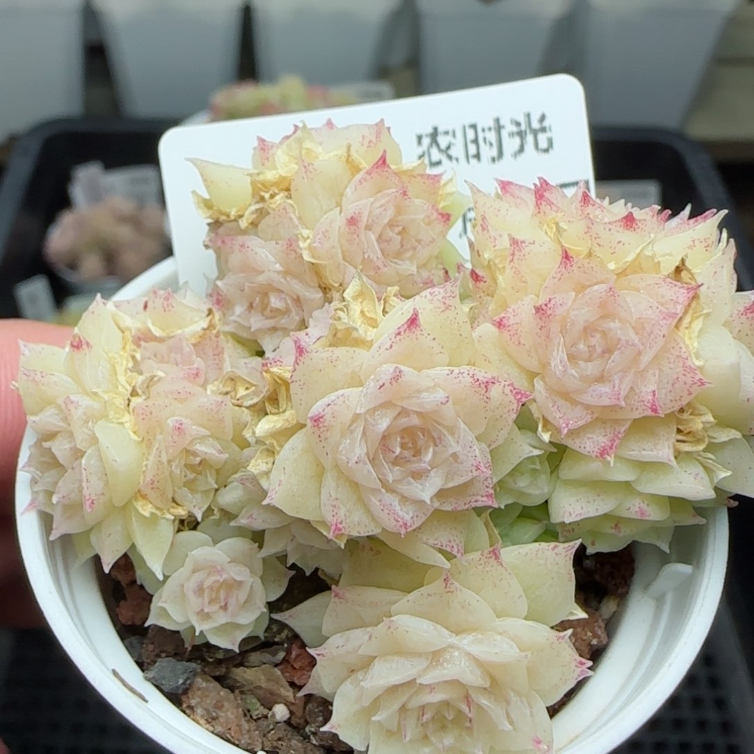 0121-140珠光麦秆