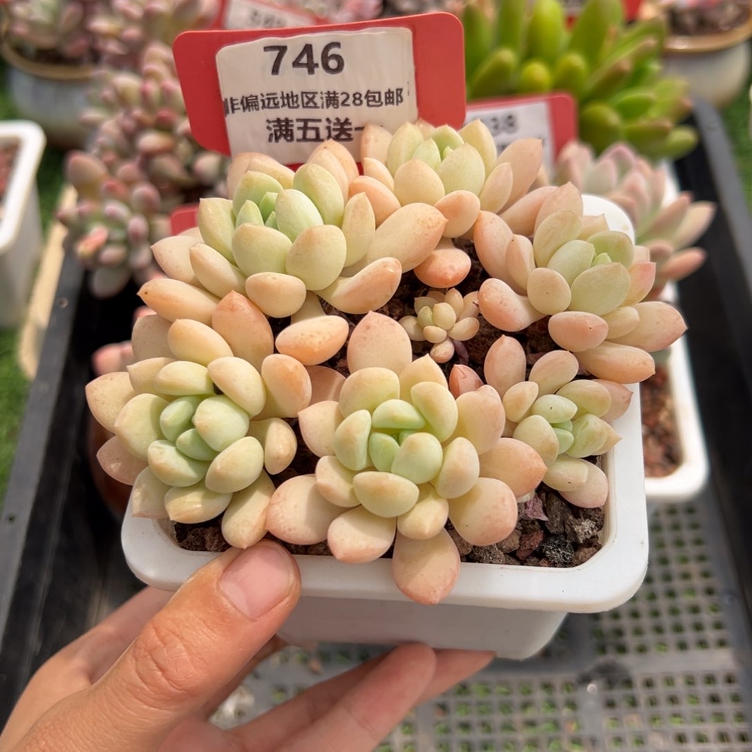 表妹精品精品多肉746.