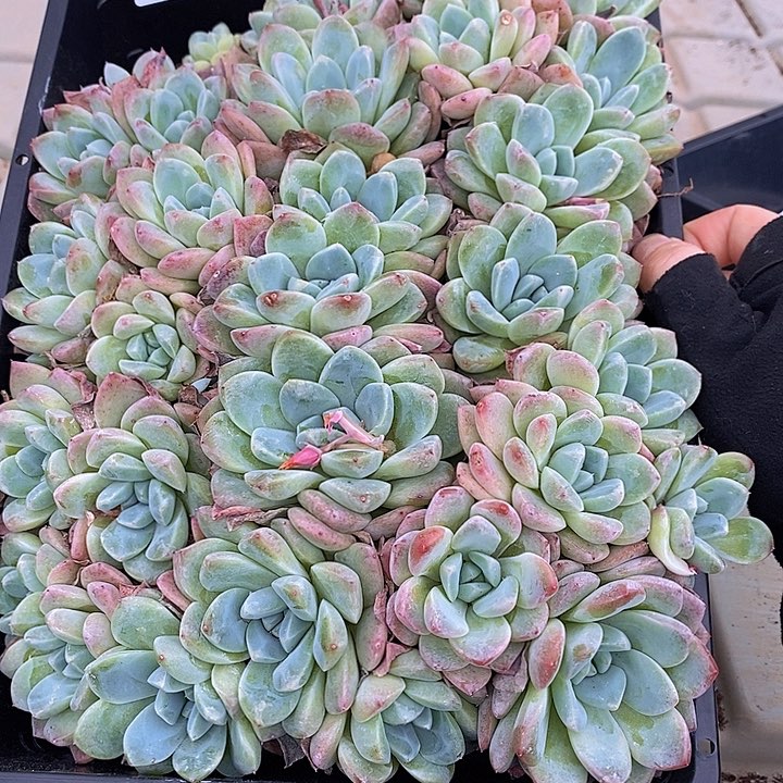 59 多肉植物盆栽花卉植物