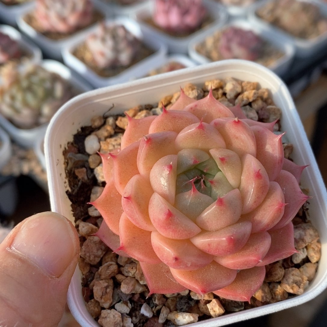 精品多肉一物一拍8