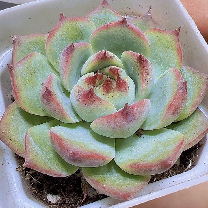 吉娃娃19包邮多肉植物