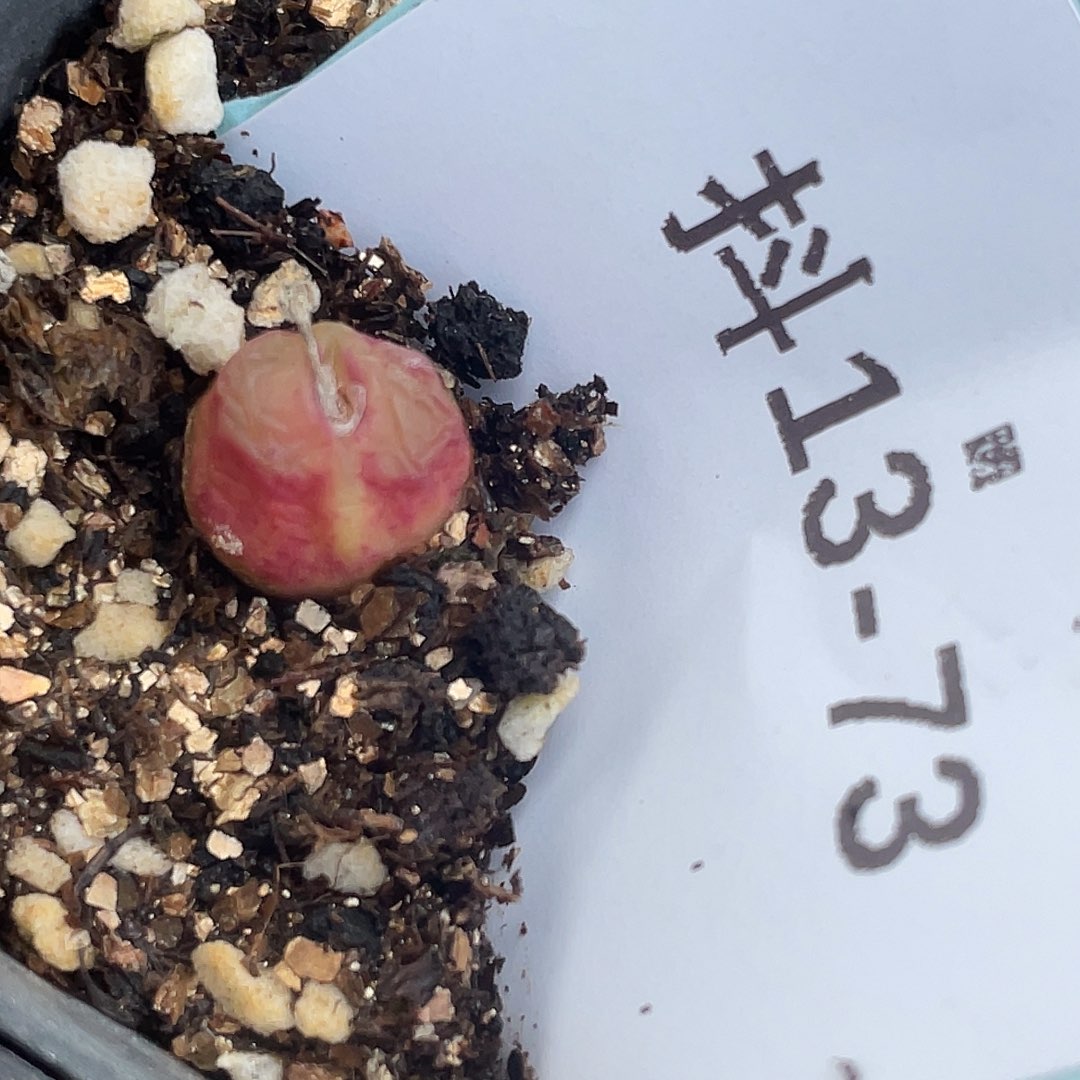 13-73雪茄多肉植物