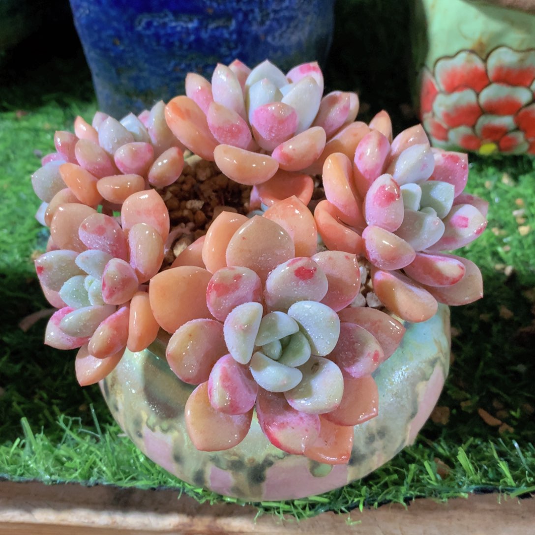 花瓣鹿14 公分一物一拍