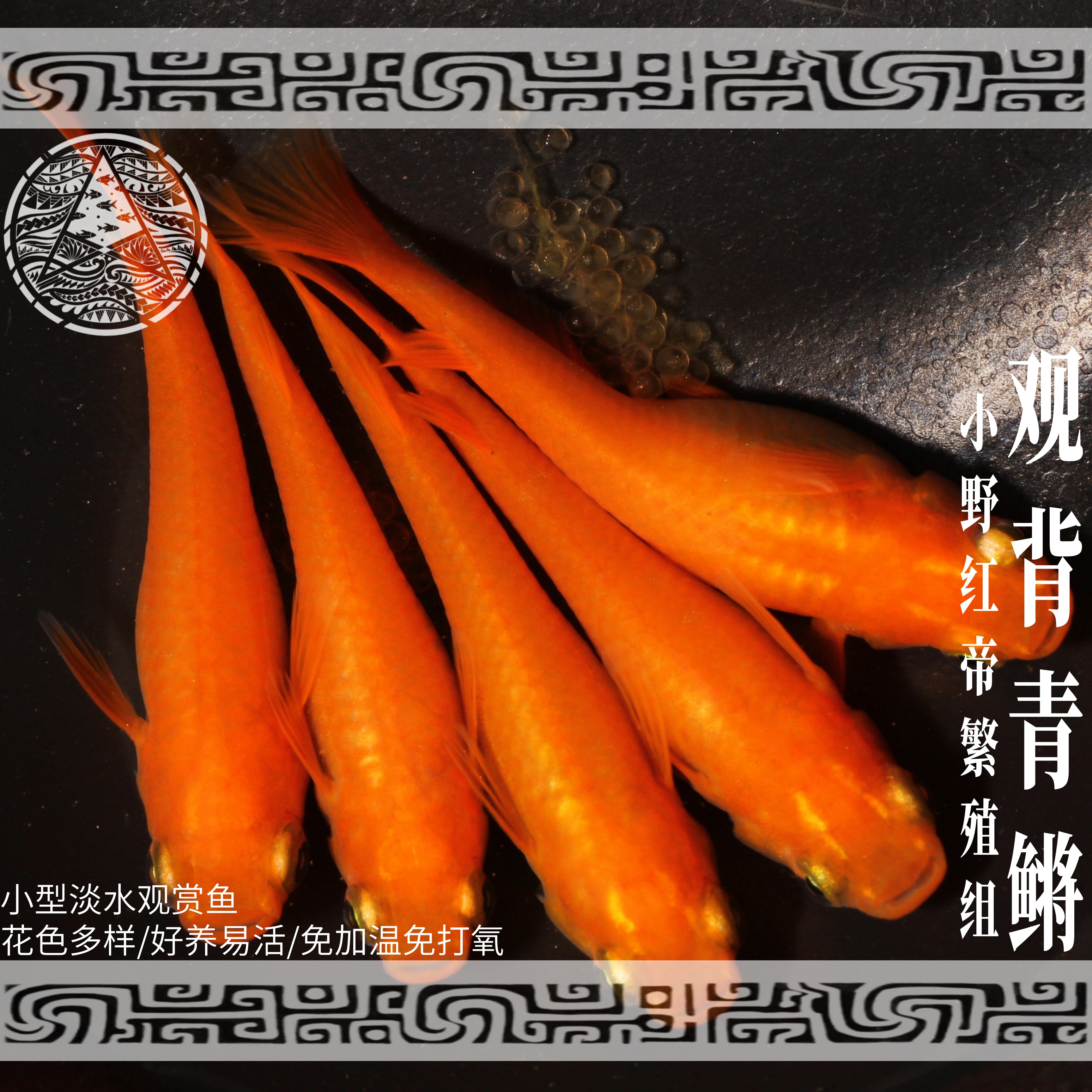 观背青鳉（小野红帝）繁殖组好养易活免加温免打氧新手推荐