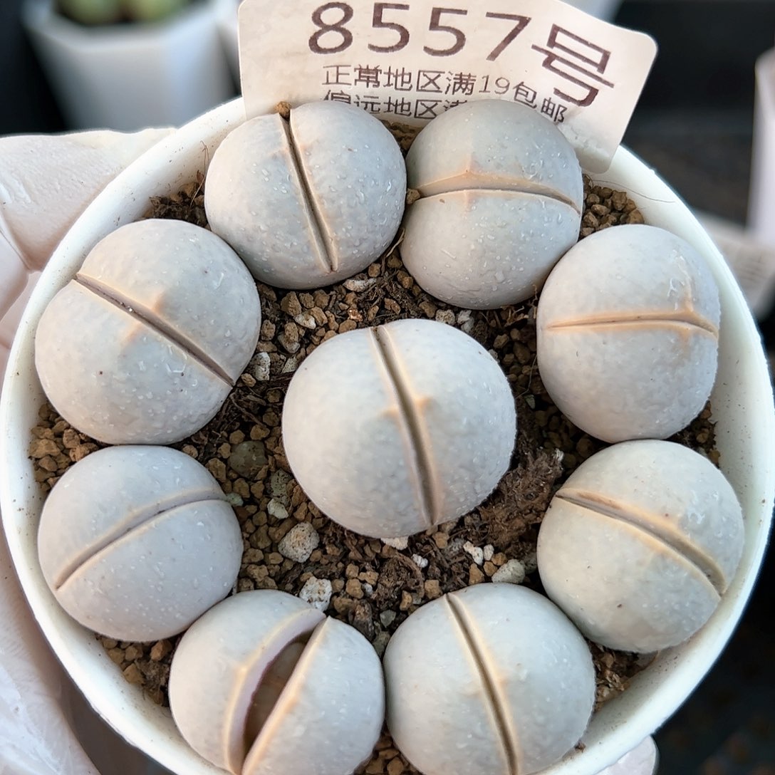 好养易活生石花大母本8557