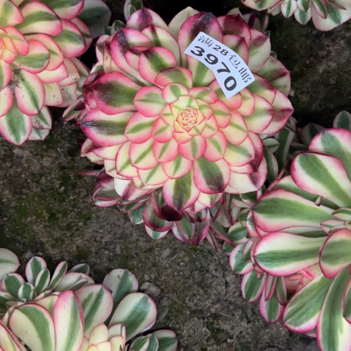 3970南荔枝多肉植物