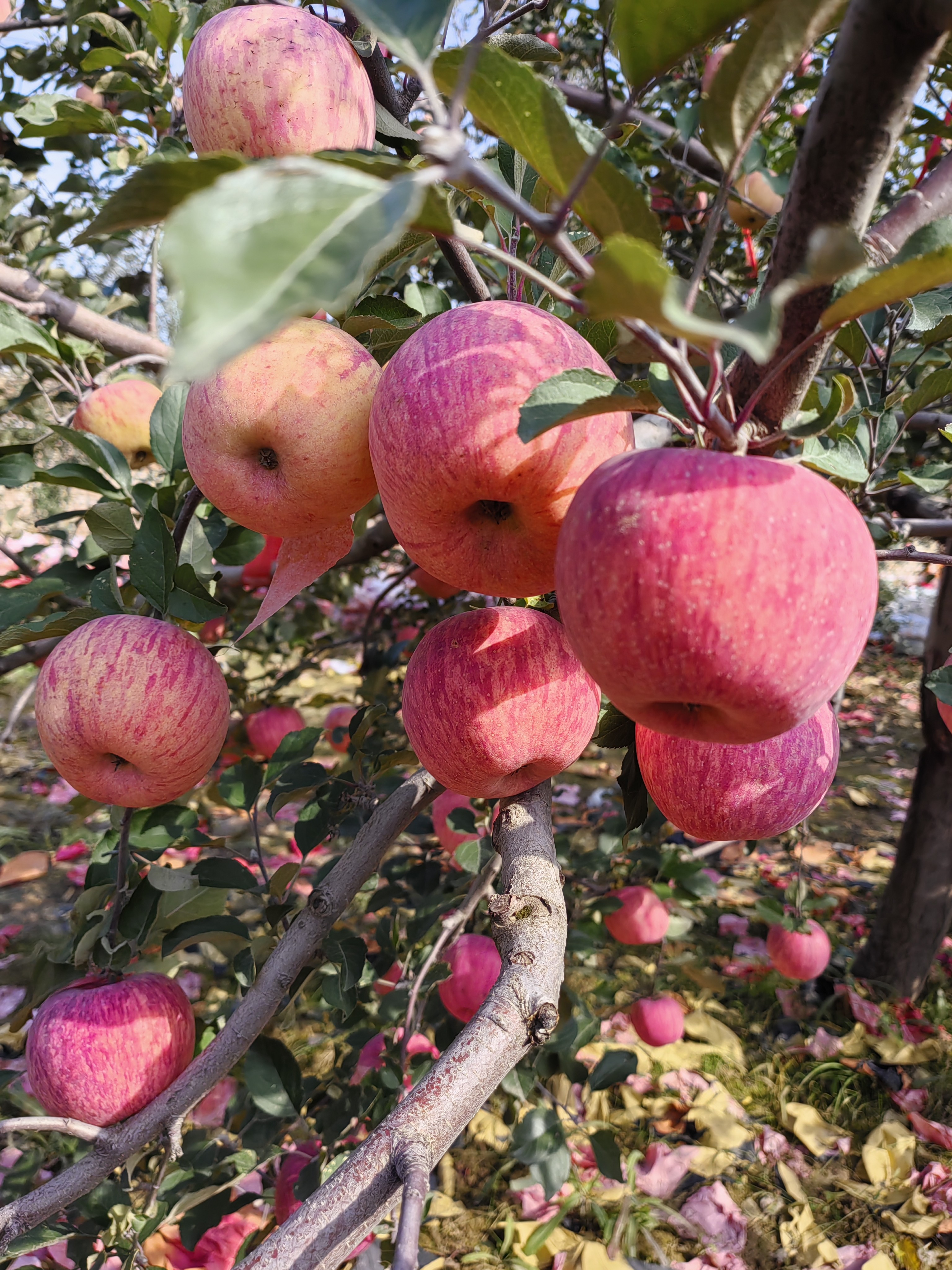 陕西洛川红富士苹果新鲜脆甜多汁产地直发当季现摘皮薄肉脆水果