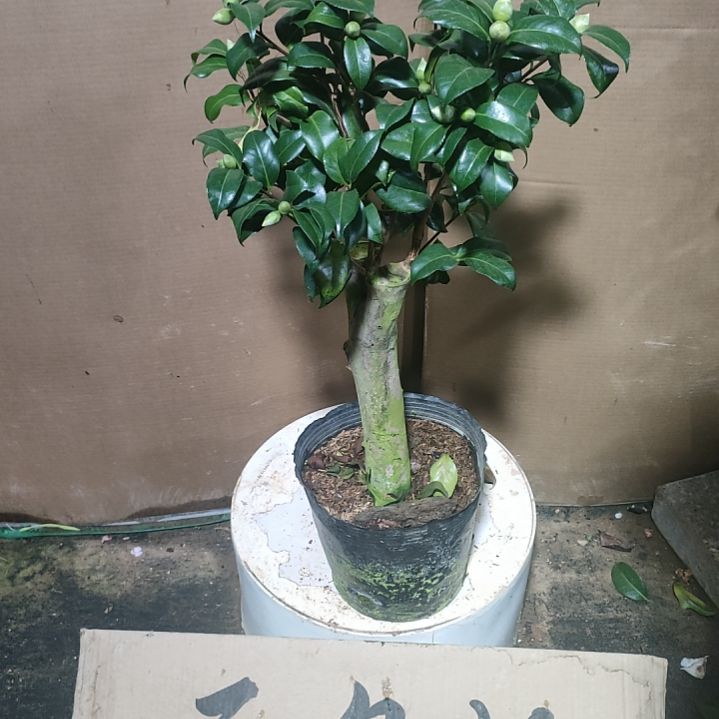 388魔术师，原盆原土发货，不包邮