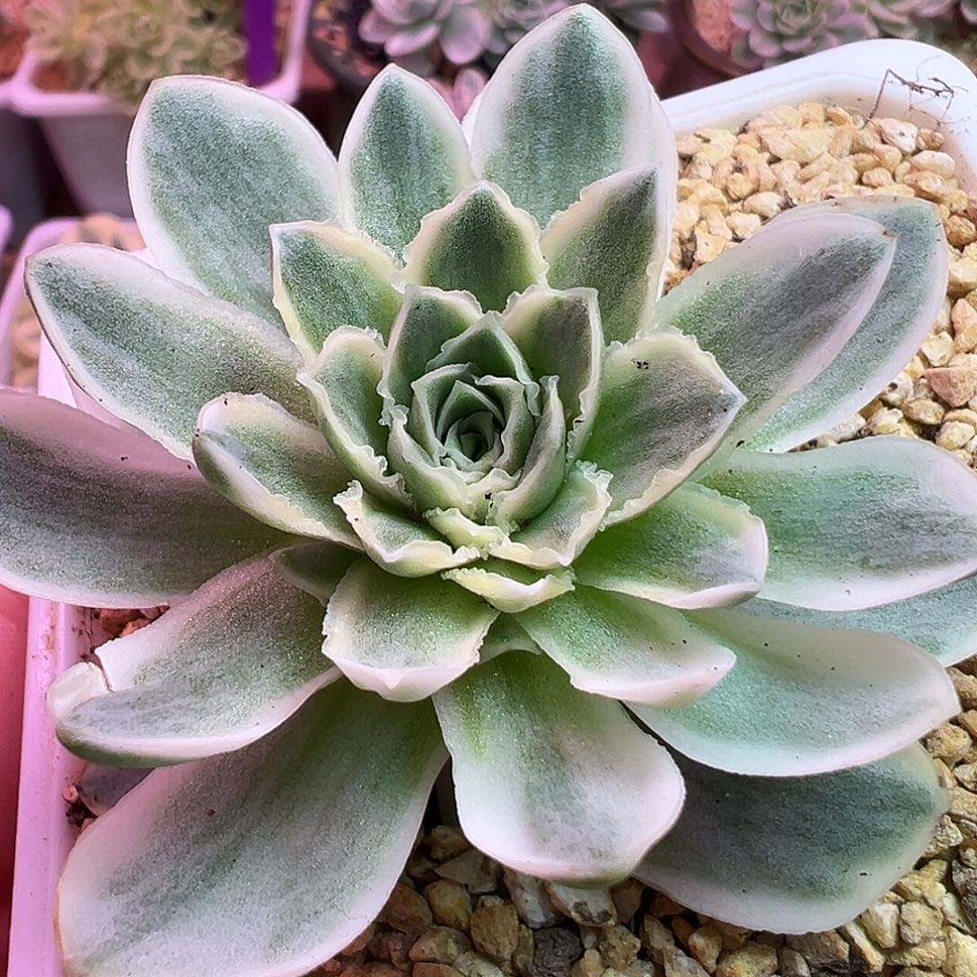 山地玫瑰锦秋夕1391号