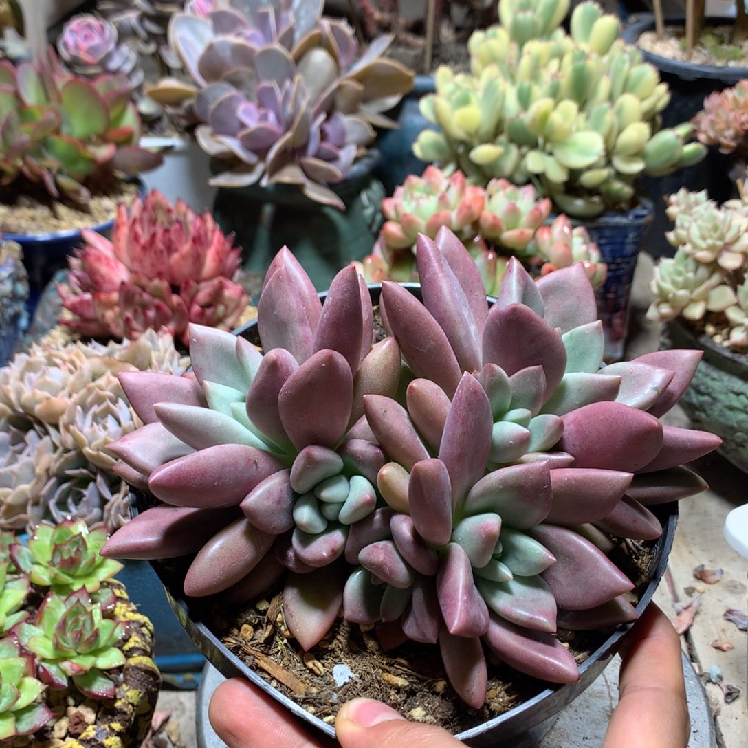 知音多肉植物ayajin