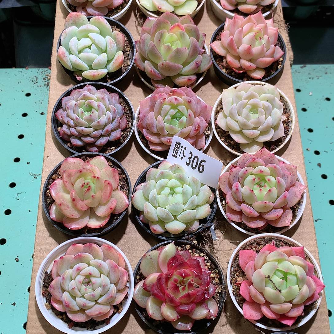 15-306一物一拍带盆18颗