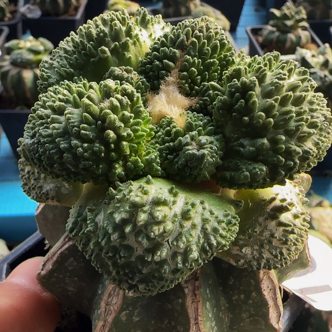 大尤菜花160仙人球