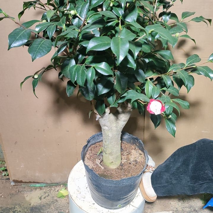 593三卜半，原盆原土发货，不包邮