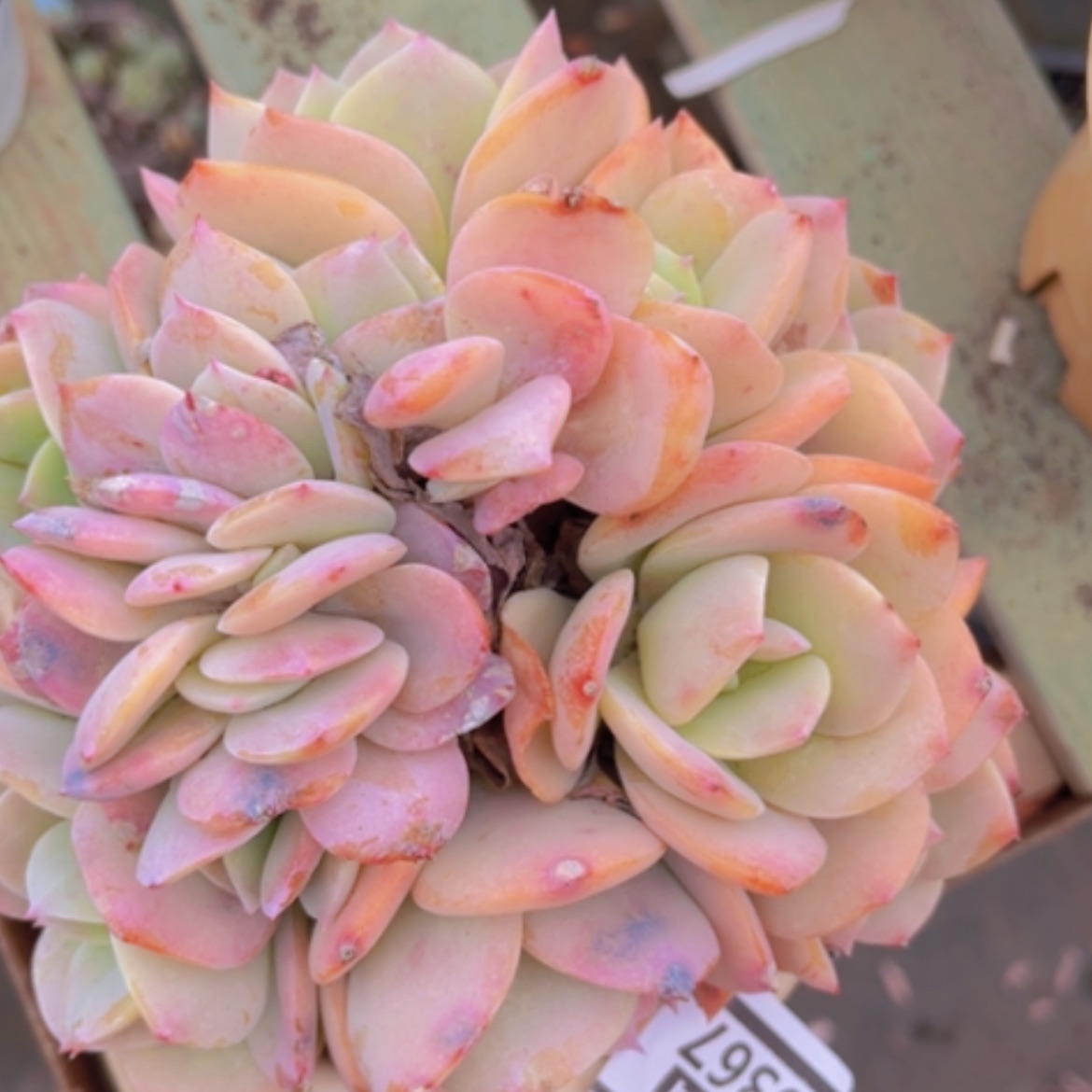 【闪购商品】白凤缀0367