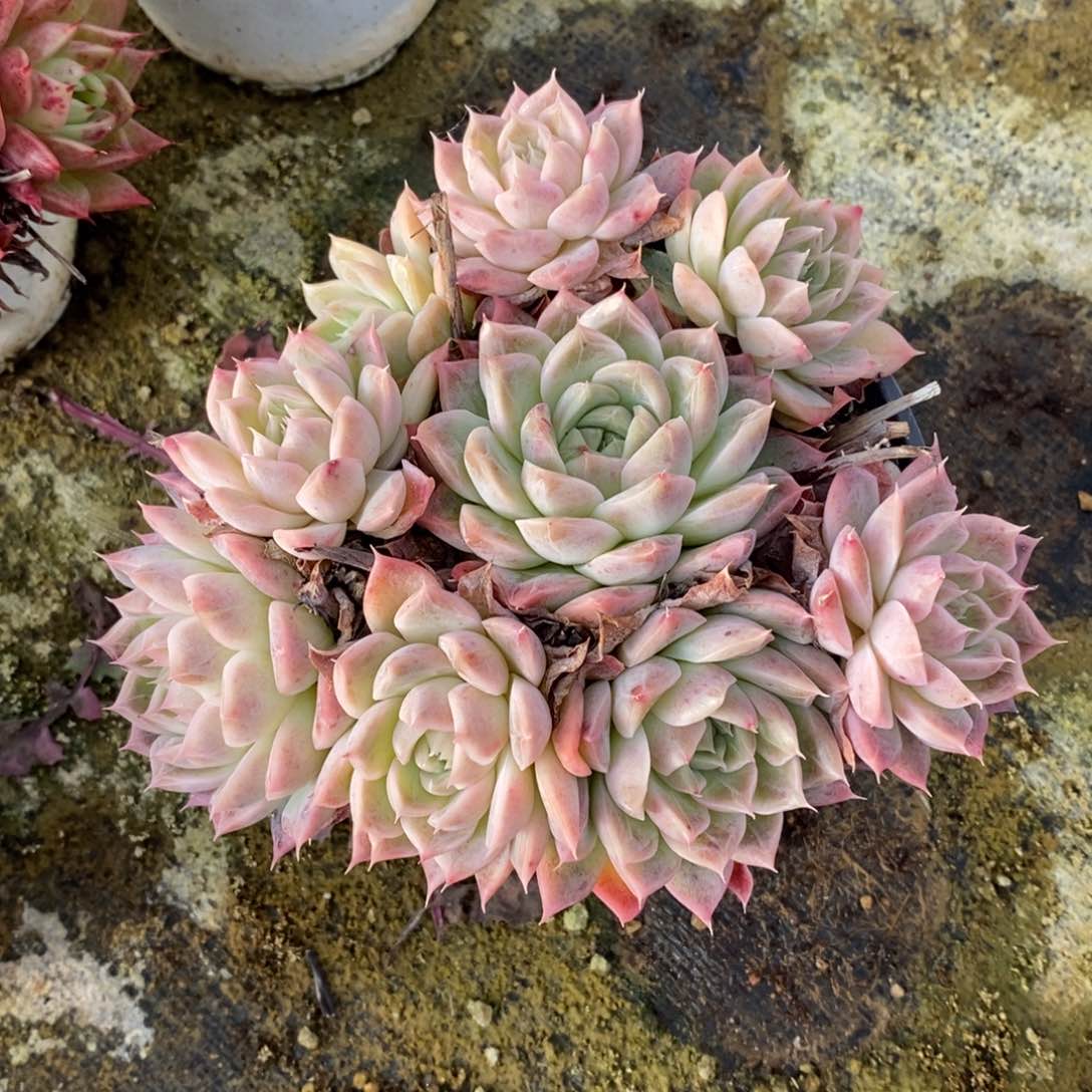 自助下单一物一拍，下滑链接多种品种多肉