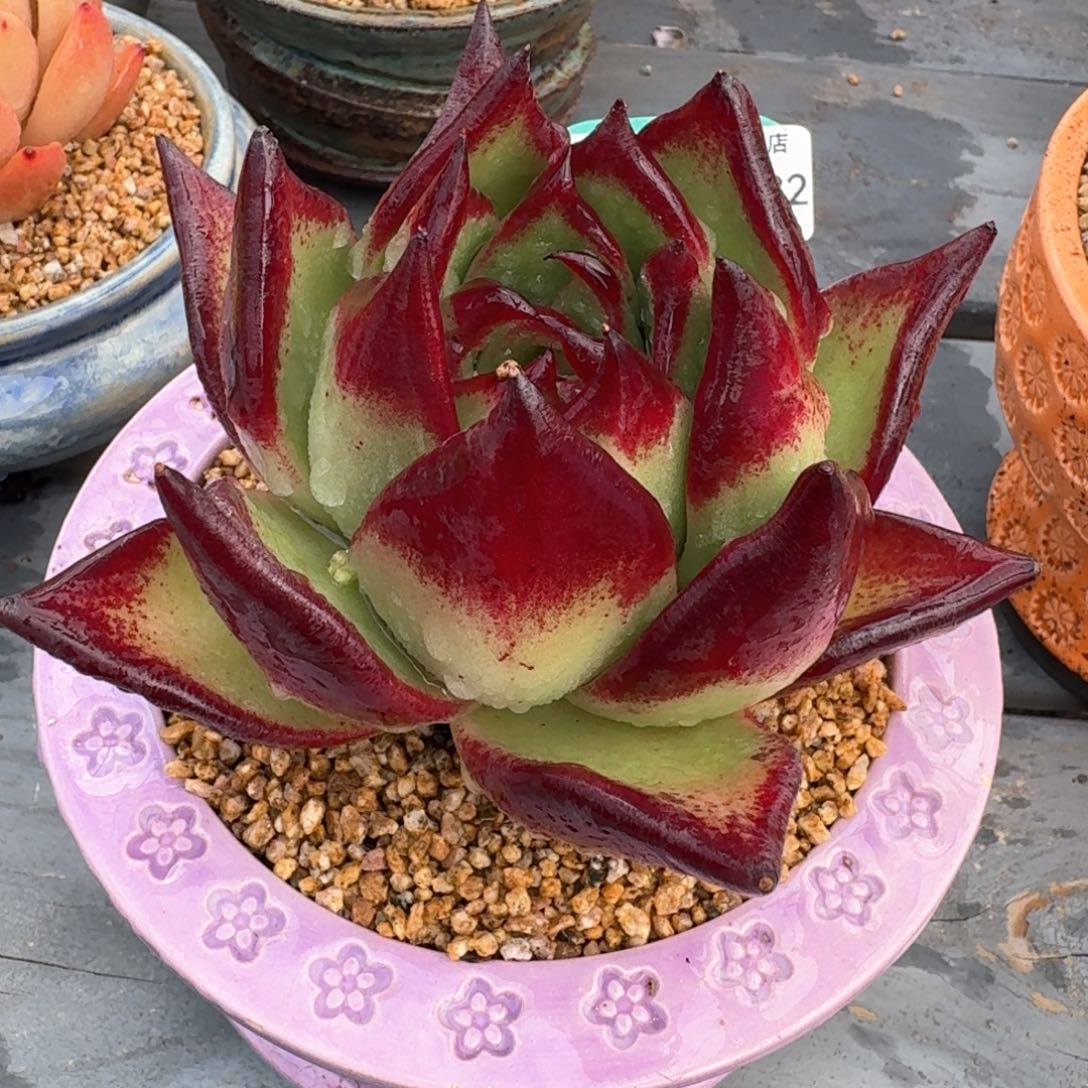 从前慢多肉精选编号0216.182